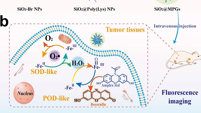 同济王启刚团队仿生制备“人工多酶”,实现安全高效的肿瘤成像 同济王启刚团队仿生制备“人工多酶”,实现安全高效的肿瘤成像